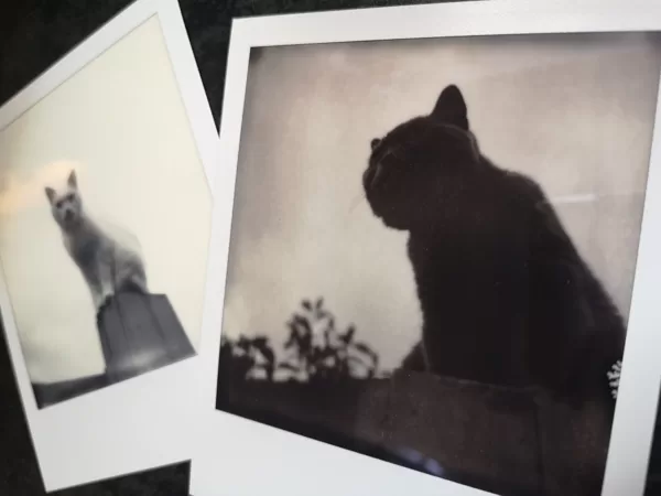Polaroid Test (SX-70)