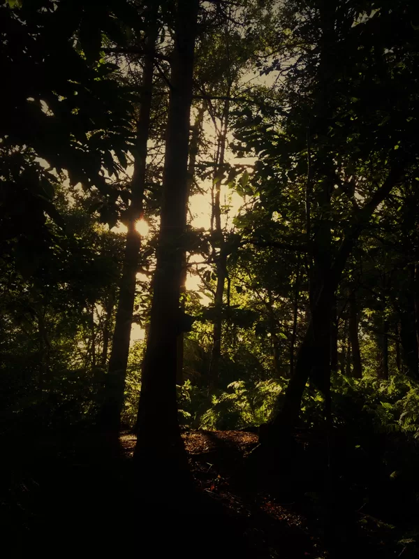 Alderley Edge.